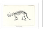 ‘Triceratops prorsus’ by Unknown